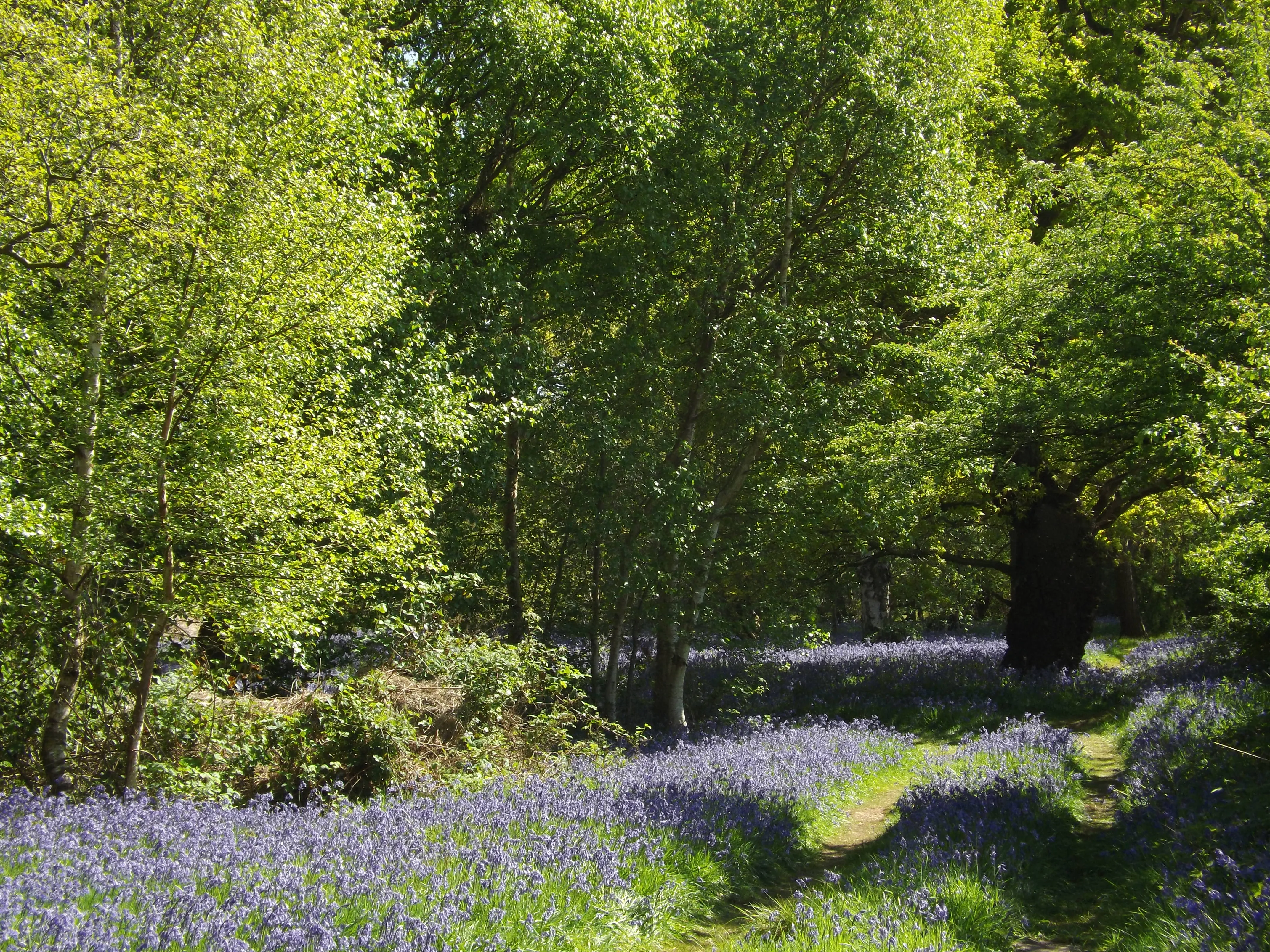 Photograph of North Cliffe Woods Nature Reserve, Yorkshire Wolds