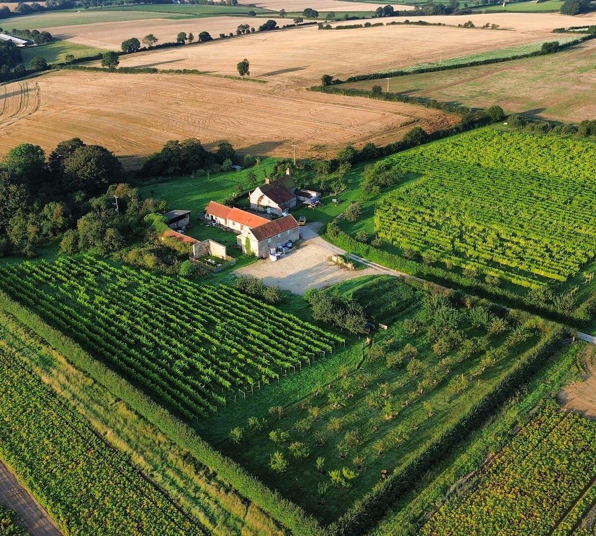 Vineyard Tour & Wine Tasting - Westow