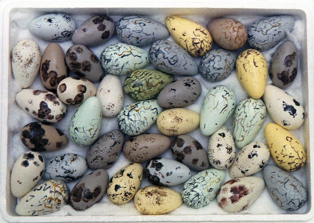 The Climmers of Bempton - Sledmere House